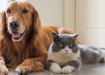 Tre vjet burg për ata që abuzojnë ose braktisin kafshët