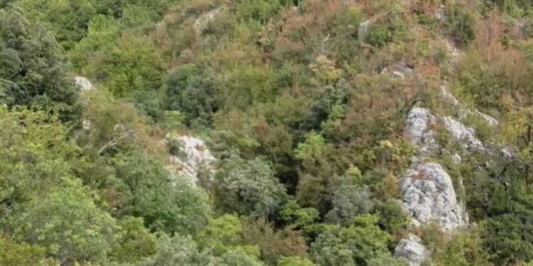 Trupi i pajetë i 56-vjeçarit zbulohet në Elbasan gjatë kërkimeve për qenin që ruante bagëtinë e tij