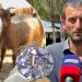 U zgjova nga krismat e armëve, ndiejmë traumë.