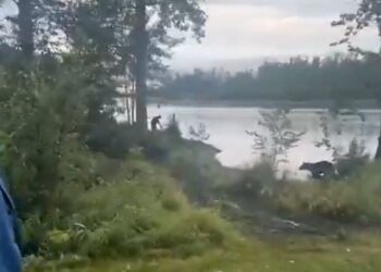 VIDEO/ "Një ari i tillë në Alaskë, dërguari i veçantë i Putinit: Kjo është një shenjë pozitive për takimin"