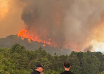 Verifikimi i dëmeve nga zjarri/ 57 veterinerë në terren për të vlerësuar humbjet në Gramsh dhe Delvinë