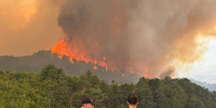 Verifikimi i dëmeve nga zjarri/ 57 veterinerë në terren për të vlerësuar humbjet në Gramsh dhe Delvinë