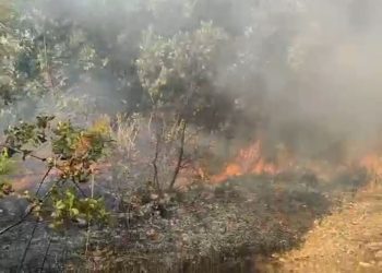Zjarr i madh në kodrat e Tragjasit, flakët shkatërrojnë pyje dhe stane, 25 zjarrfikës përballen me zjarrin.