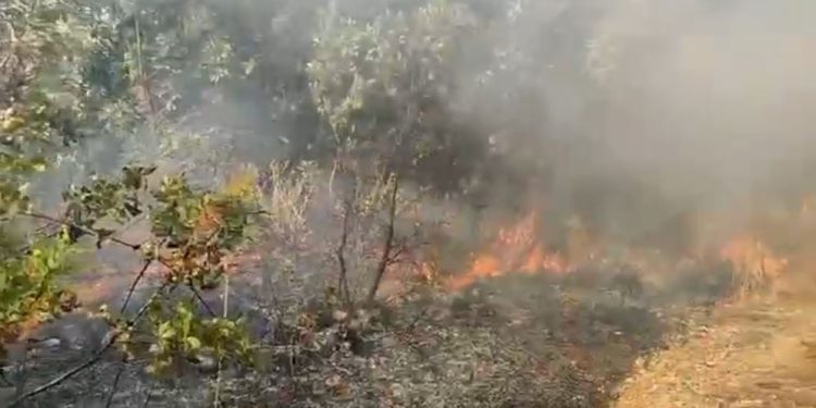 Zjarr i madh në kodrat e Tragjasit, flakët shkatërrojnë pyje dhe stane, 25 zjarrfikës përballen me zjarrin.