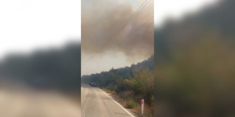 Zjarr në fshatin Vajzë të Selenicës, përfshihet një sipërfaqe e madhe me ullishte dhe pemëtari.