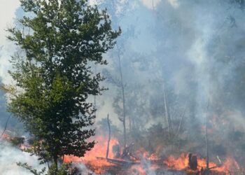 Zjarre të reja shpërthejnë në Bulqizë! Preket zona përreth “Liqenit të Zi”, temperaturat e larta përkeqsojnë situatën.