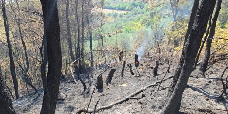 Zjarret në Mallakastër vazhdojnë të jenë aktive, ndërhyrja nga toka vështirësohet nga terreni i thepisur