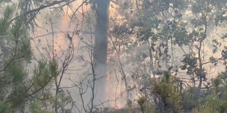 Zjarri në Devoll vazhdon për mbi shtatë orë, banorët ndihmojnë ekipet zjarrfikëse.