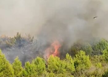 Zjarri në Vlorë dyshohet të jetë i qëllimshëm! Kryebashkiaku: Në mëngjes do të marrim ndihmë shtesë nga forcat e armatosura.