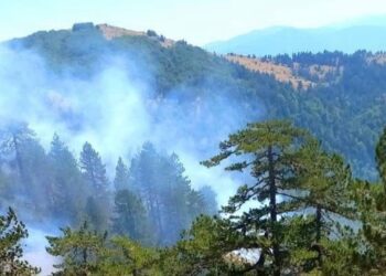 Zjarri në pyllin e Gramshit, arrestohet një individ në Elbasan me urdhër të prokurorisë