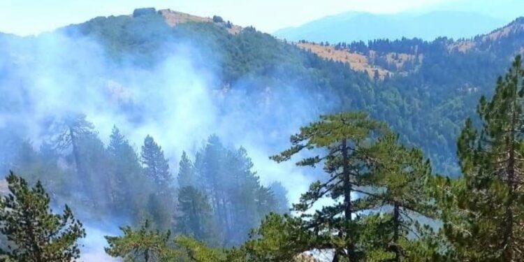 Zjarri në pyllin e Gramshit, arrestohet një individ në Elbasan me urdhër të prokurorisë