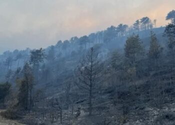Zjarri shkatërron pyjet! Në fshatin Kullollas, vetëm hiri ka mbetur pas katastrofës.