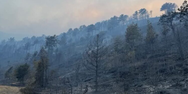 Zjarri shkatërron pyjet! Në fshatin Kullollas, vetëm hiri ka mbetur pas katastrofës.