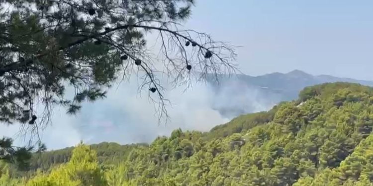 Zjarri vazhdon në pyllin e pishave në Fier, bimësia pengon zjarrfikësit, 5 hektarë kanë shkëndijuar.