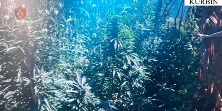 23-vjeçari në Kurbin arrestohet për kultivimin e bimëve narkotike në oborrin e banesës së tij