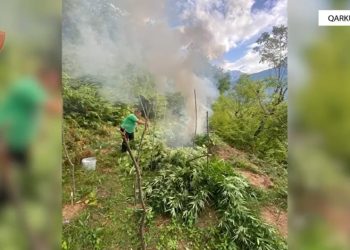 9317 bimë kanabisi shkatërrohen në Shkodër, kërkohet një 52-vjeçar dhe procedohet kryetari i fshatit