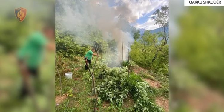 9317 bimë kanabisi shkatërrohen në Shkodër, kërkohet një 52-vjeçar dhe procedohet kryetari i fshatit