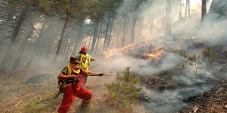 Bilanci i Zjarrit në Skënderbegas: 68 Shtëpi të Shkatërruara, 10 të Plota dhe 215 Kafshë të Vdekur.