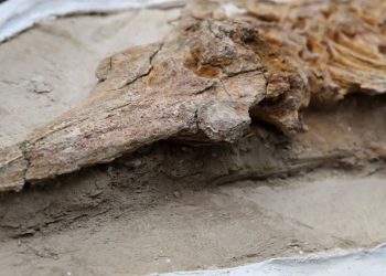 Delfinët fosilë të 12 milionë viteve më parë gjejnë në Peru