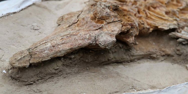 Delfinët fosilë të 12 milionë viteve më parë gjejnë në Peru