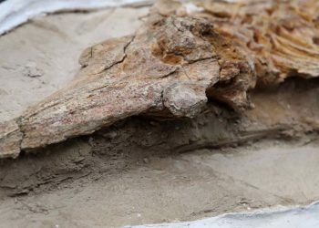 Delfinët fosilë të 12 milionëve vjeçar zbulohen në Peru