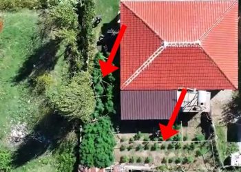 Dëshmohen dy raste të kultivimit të bimëve narkotike në Krujë, një person arrestohet dhe një tjetër shpallet në kërkim.