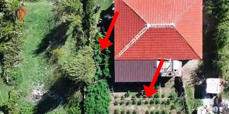 Dëshmohen dy raste të kultivimit të bimëve narkotike në Krujë, një person arrestohet dhe një tjetër shpallet në kërkim.