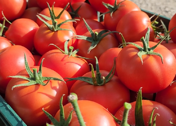 Domatet shqiptare me pesticide të larta, Prokuroria e Beratit lëshon urdhër-arreste: Si arritën këto produkte të kalonin doganën me fatura false.