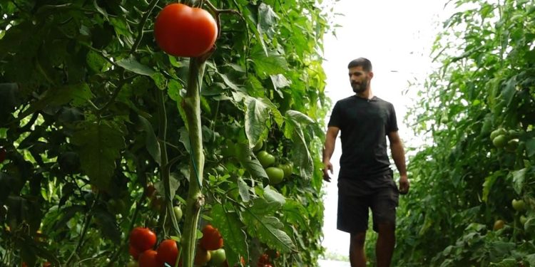 Efekti i "luftës" tregtare për fermerët: Bujqit në Fier shprehen se të huajt na ngarkojnë me çmime të larta dhe përdorim pesticide jo efektive.