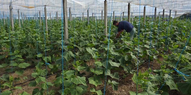 Fermerët e Sukut në Roskovec: Prodhimet e tyre drejt Serbisë, Malit të Zi dhe PolonisëFermerët e Sukut në Roskovec: Prodhimet e tyre dërgohen në Serbi, Mal të Zi dhe Poloni