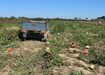 Fermerët shprehin shqetësim për tregtarët: Çmime të ulëta në Fier dhe Roskovec, shumë prodhime mbeten të paprekura në arë.