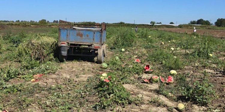 Fermerët shprehin shqetësim për tregtarët: Çmime të ulëta në Fier dhe Roskovec, shumë prodhime mbeten të paprekura në arë.