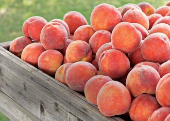 Frutat me pesticide, tonelata në treg/ 18 tonë pjeshkë dhe rrush nga jashtë, të ndaluara nga BE, asgjosen vetëm 28 kg.