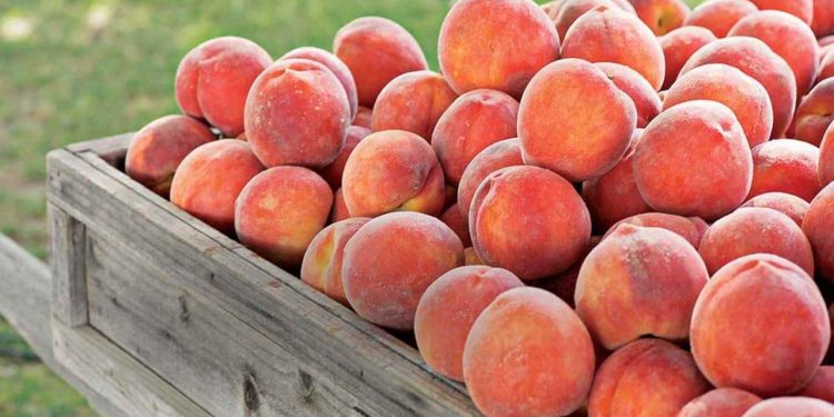 Frutat me pesticide, tonelata në treg/ 18 tonë pjeshkë dhe rrush nga jashtë, të ndaluara nga BE, asgjosen vetëm 28 kg.