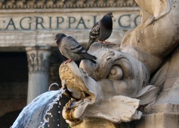 Italët, makthi i zogjve në Romë, banorët në ankth, ndërhyn autoriteti.