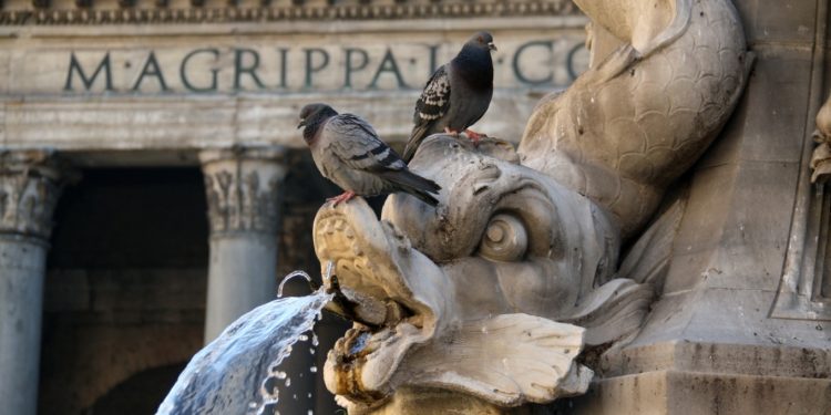 Italët, makthi i zogjve në Romë, banorët në ankth, ndërhyn autoriteti.