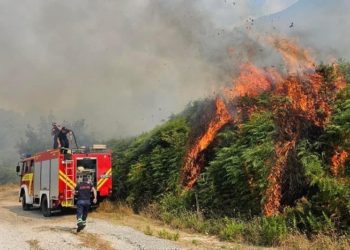 Kodi i Ri Penal: 20 Vite Burg për Shkatërrimin e Pyjeve dhe Mjedisit Pyjor nga Autorët që Shkaktojnë Dëme të Rënda