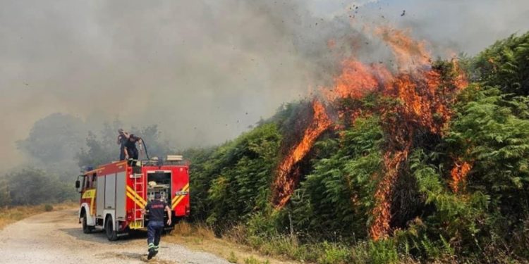 Kodi i Ri Penal: 20 Vite Burg për Shkatërrimin e Pyjeve dhe Mjedisit Pyjor nga Autorët që Shkaktojnë Dëme të Rënda