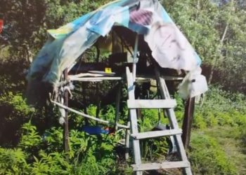 Lufta ndaj drogës: Shkatërrohen 112 bimët narkotike, sekuestrohen arme, 5 të arrestuar dhe 1 person në kërkim.