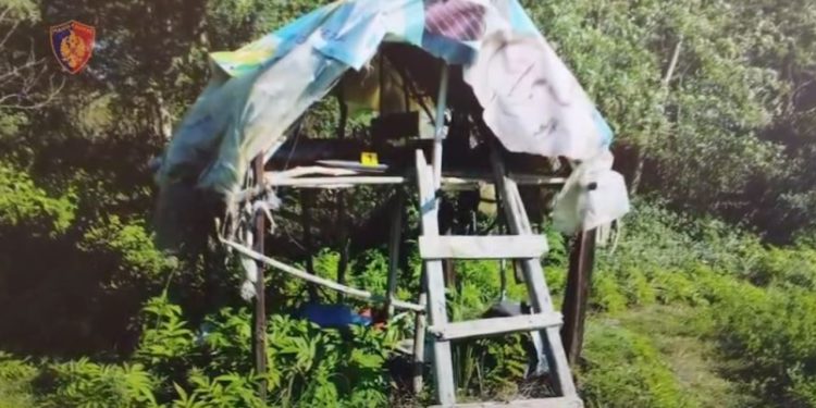 Lufta ndaj drogës: Shkatërrohen 112 bimët narkotike, sekuestrohen arme, 5 të arrestuar dhe 1 person në kërkim.