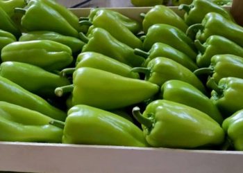 Lufta ndaj insekteve helmuese në perime/ Specat e ndaluar në Slloveni, fermerët e Fierit gabuan në dozimin dhe e teprojnë me mbikëqyrjen e produkteve.