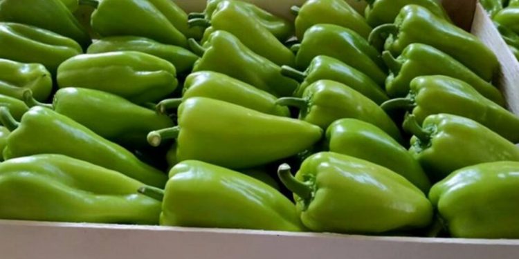 Lufta ndaj insekteve helmuese në perime/ Specat e ndaluar në Slloveni, fermerët e Fierit gabuan në dozimin dhe e teprojnë me mbikëqyrjen e produkteve.