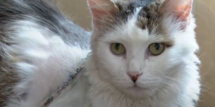 Mbreti i maceve të rrugës: Kujdes dhe ushqim për 200 kafshë në Tiranë, gjithë rroga për to!