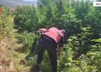 Më shumë se 12 mijë bimë kanabisi zbulohet në Malësi të Madhe, 14 të arrestuar.