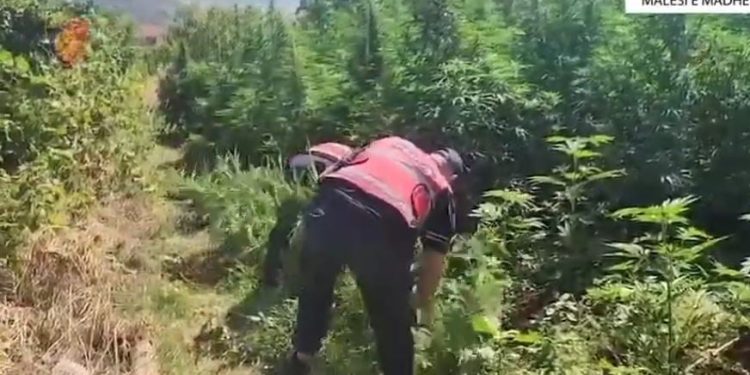 Më shumë se 12 mijë bimë kanabisi zbulohet në Malësi të Madhe, 14 të arrestuar.