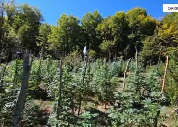 Më shumë se 1,400 bimë të dyshuara narkotike shkatërrohen në Shkodër, 4 kryetarë fshatrash të kërkuar për keqpërdorim detyre