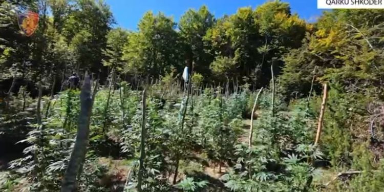 Më shumë se 1,400 bimë të dyshuara narkotike shkatërrohen në Shkodër, 4 kryetarë fshatrash të kërkuar për keqpërdorim detyre