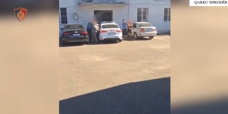 Më shumë se 17,010 bimë kanabis sativa eliminohen, babë e bir arrestohen në Shkodër, ndërsa 6 kryetarë fshatrash përballen me pasojat.