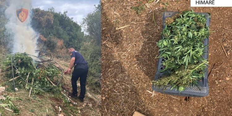 Më shumë se 300 kullota dhe 121 kg kanabis në Himarë, dy individë shpallën në kërkim.