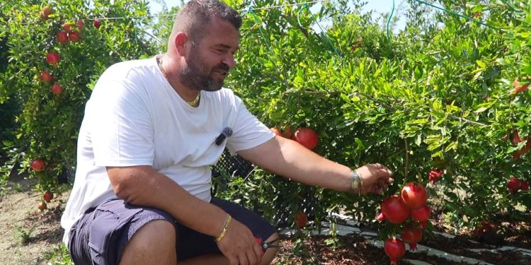 Mrekullitë e Shegës: Historia e një emigranti nga Luzi i Vogël që ndihmon tregun europian me produkte bio